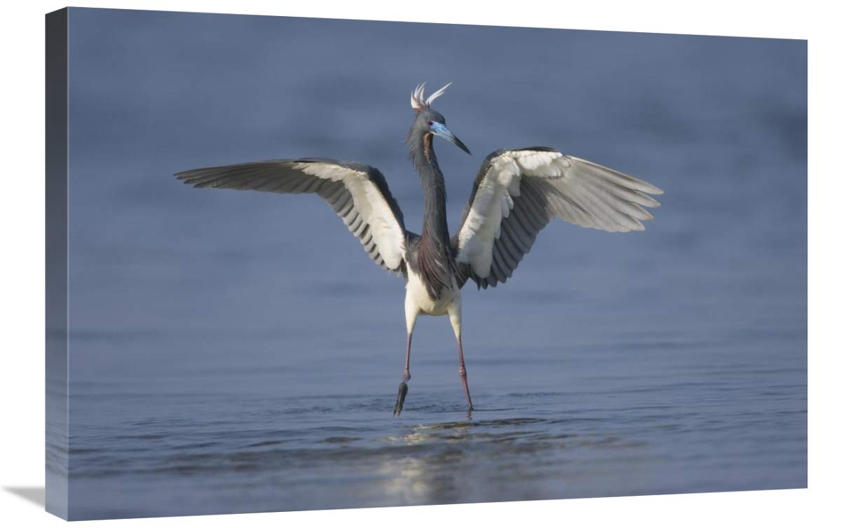 Tricolored Heron landing, Rio Grande Valley, Texas-Canvas Art-30x20”