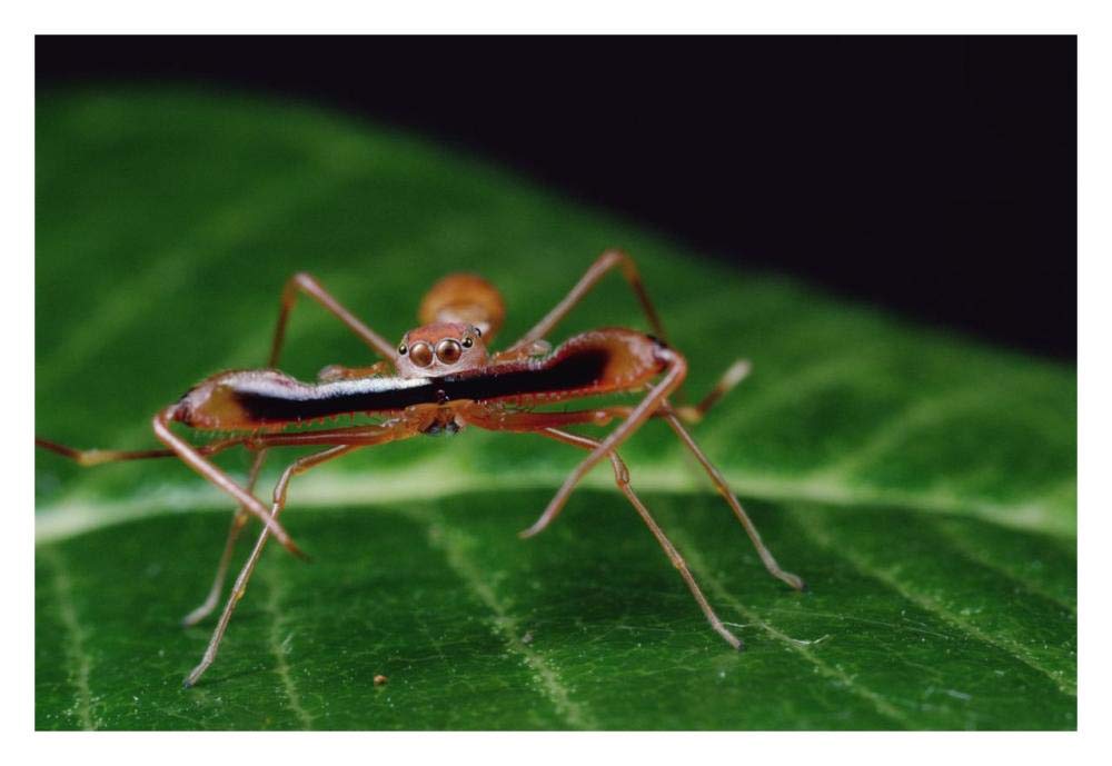 Kerengga Ant-like Jumper males fighting, Sri Lanka-Paper Art-32x22”