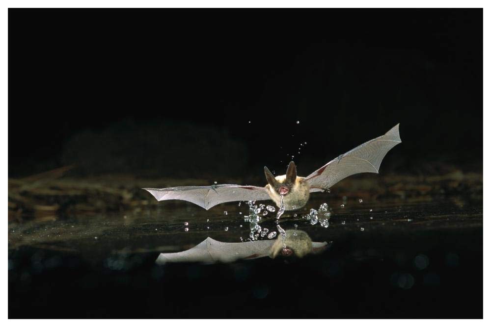 Western Long-eared Myotis bat, drinking from pond, Deschutes National Forest, Oregon-Paper Art-62x42”