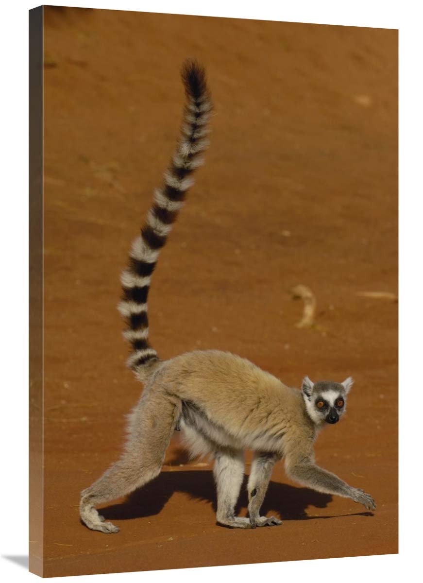 Ring-tailed Lemur walking, Berenty Reserve, Madagascar-Canvas Art-24x36”