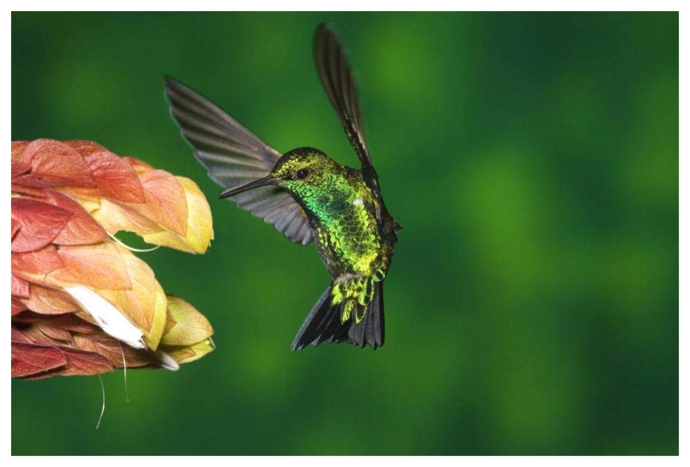 Western Emerald hummingbird feeding on flower, Andes, Ecuador-Paper Art-62x42”