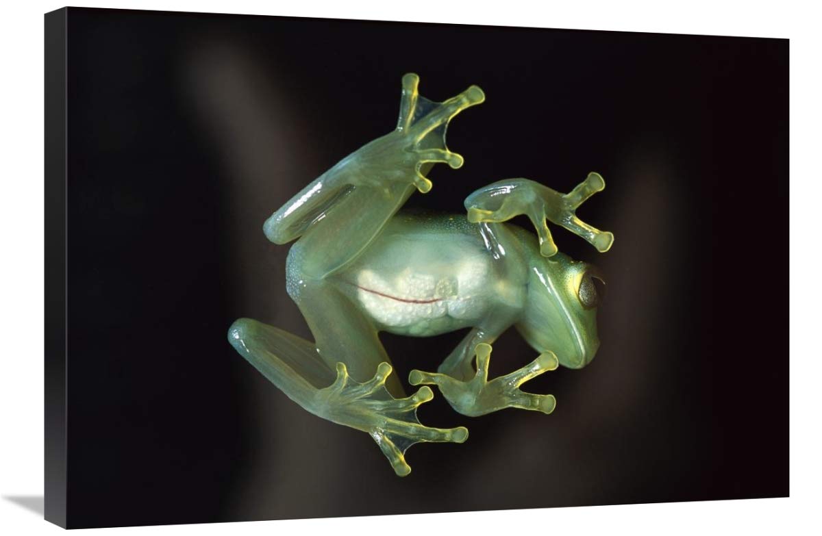 Glass Frog, native to Central and South America-Canvas Art-30x20”