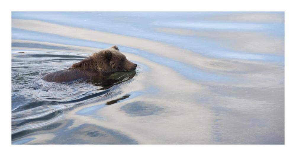 Grizzly Bear swimming, Katmai National Park, Alaska-Paper Art-26x14”