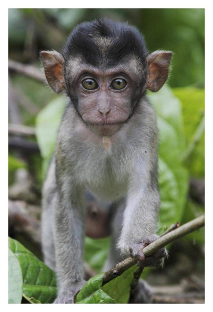 Long-tailed Macaque baby, Saba, Malaysia-Paper Art-26x38”