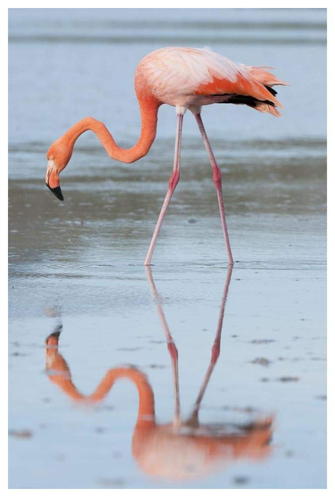 Greater Flamingo foraging, Galapagos Islands, Ecuador-Paper Art-42x62”