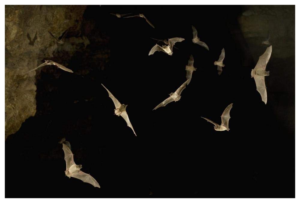 Brazilian Free-tailed Bat group emerging from James Eckert River Bat Cave at dusk, Texas-Paper Art-62x42”
