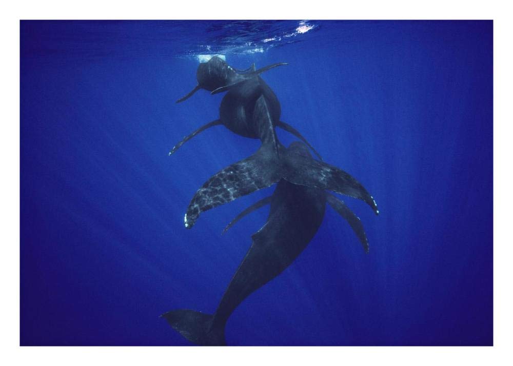 Humpback Whale calf, mother, and male escort, Maui, Hawaii-Paper Art-26x18”
