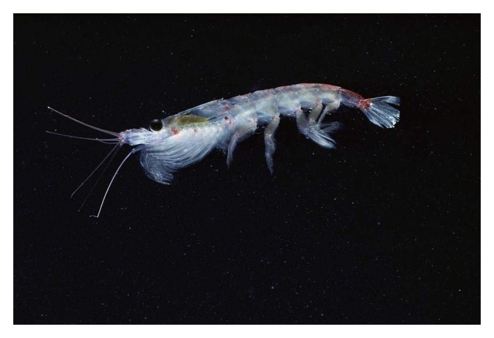 Antarctic Krill, Antarctica-Paper Art-38x26”