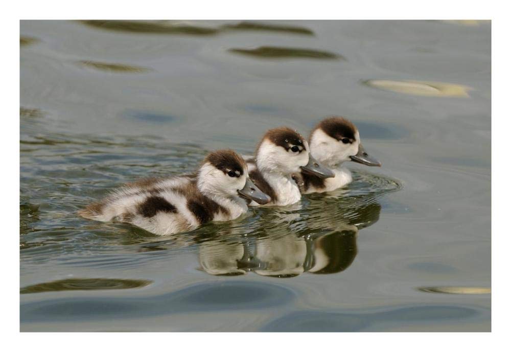 Common Shelduck three ducklings, swimming together, Slimbridge, Gloucestershire, England-Paper Art-26x18”