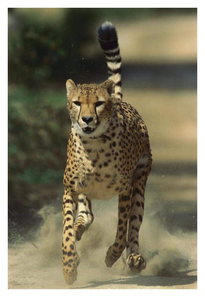 Cheetah running, native to Africa-Paper Art-14x20”