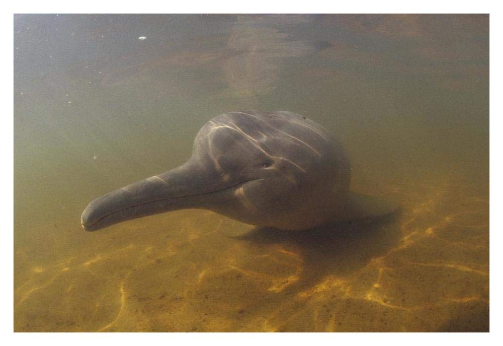Amazon River Dolphin, underwater portrait, Brazil-Paper Art-38x26”