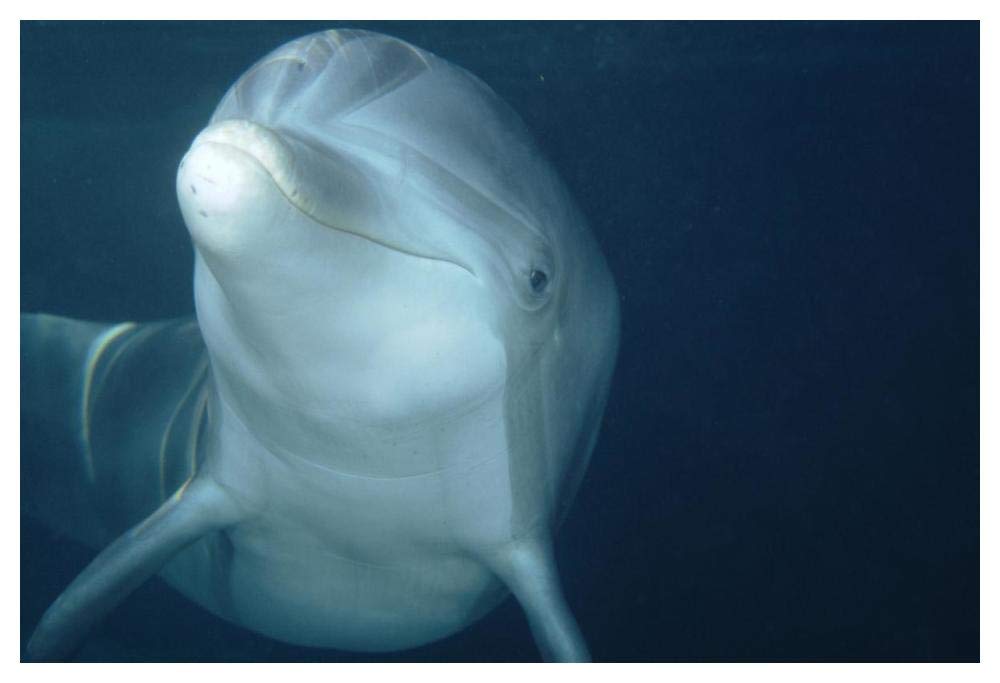 Bottlenose Dolphin underwater portrait, captive animal, Hawaii-Paper Art-50x34”