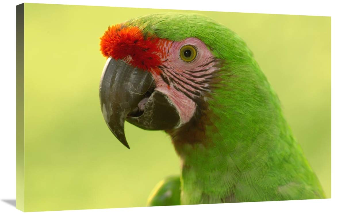 Military Macaw portrait, Amazon rainforest, Ecuador-Canvas Art-36x24”