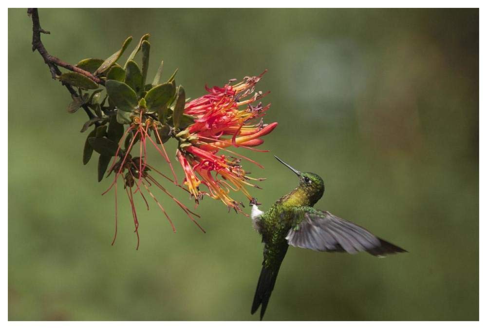 Golden-breasted Puffleg hummingbird feeding on flower nectar, Ecuador-Paper Art-62x42”