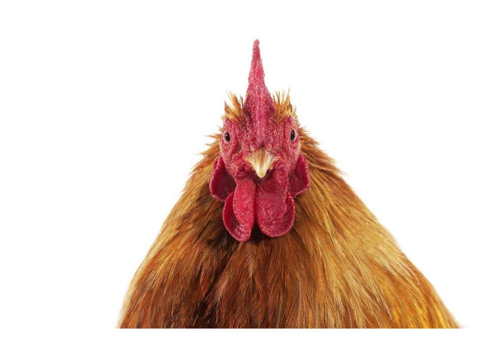 Domestic Chicken, Partridge Brahma, cockerel, close-up of head-Paper Art-38x26”