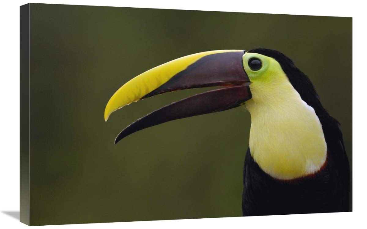 Chestnut-mandibled Toucan , Choco Forest, Ecuador-Canvas Art-30x20”