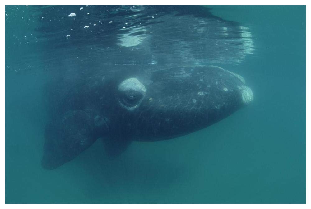 Southern Right Whale juvenile, underwater, Peninsula Valdez, Argentina-Paper Art-62x42”