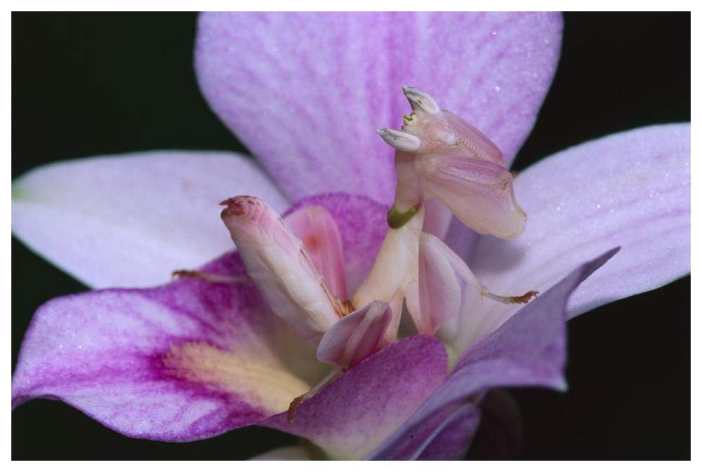 Orchid Mantis female mimicking a pink flower, Cameron highlands near Tapah in West Malaysia-Paper Art-62x42”