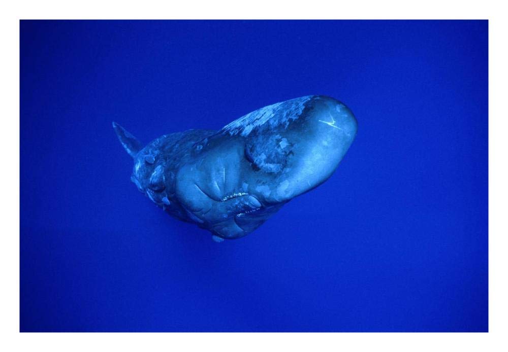 Sperm Whale,Dominica-Paper Art-26x18”