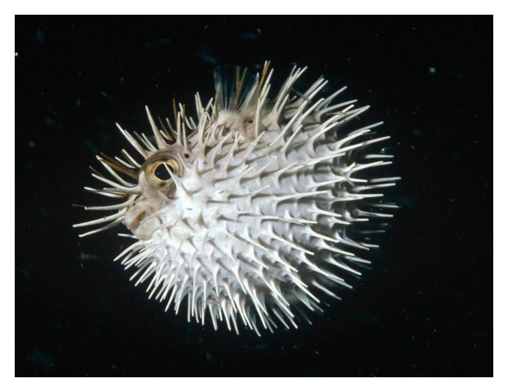 Long-spine Porcupinefish in defense posture, North America-Paper Art-18x14”