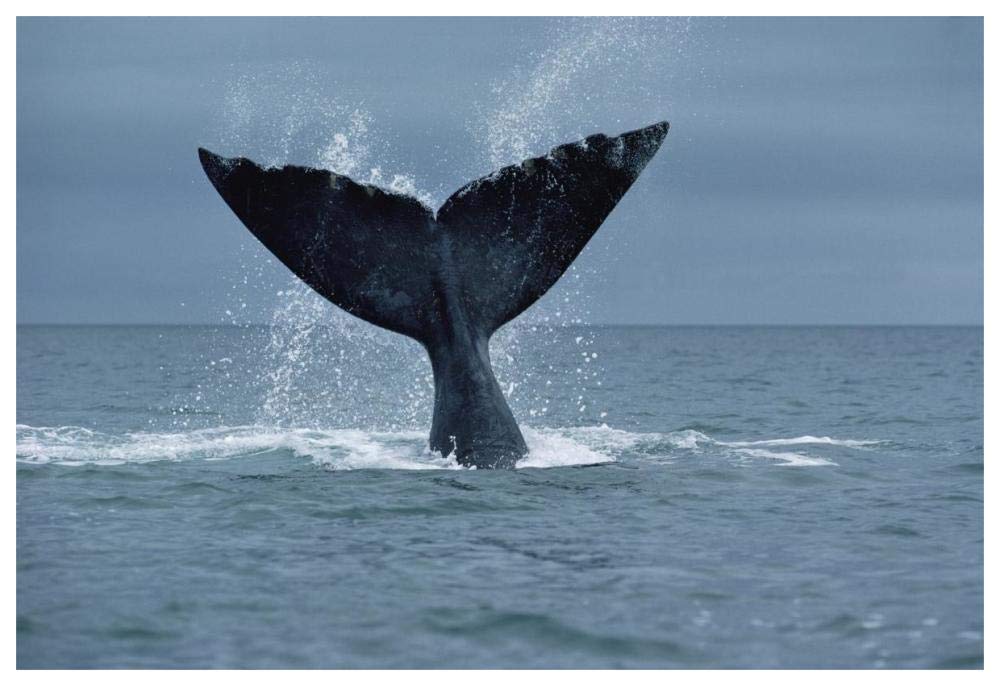 Southern Right Whale fluke, Argentina-Paper Art-62x42”