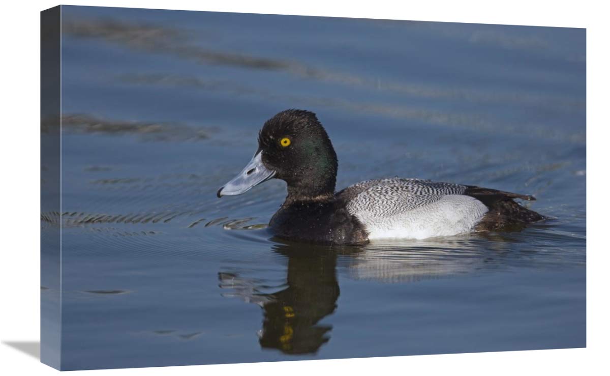 Lesser Scaup male, North America-Canvas Art-24x16”