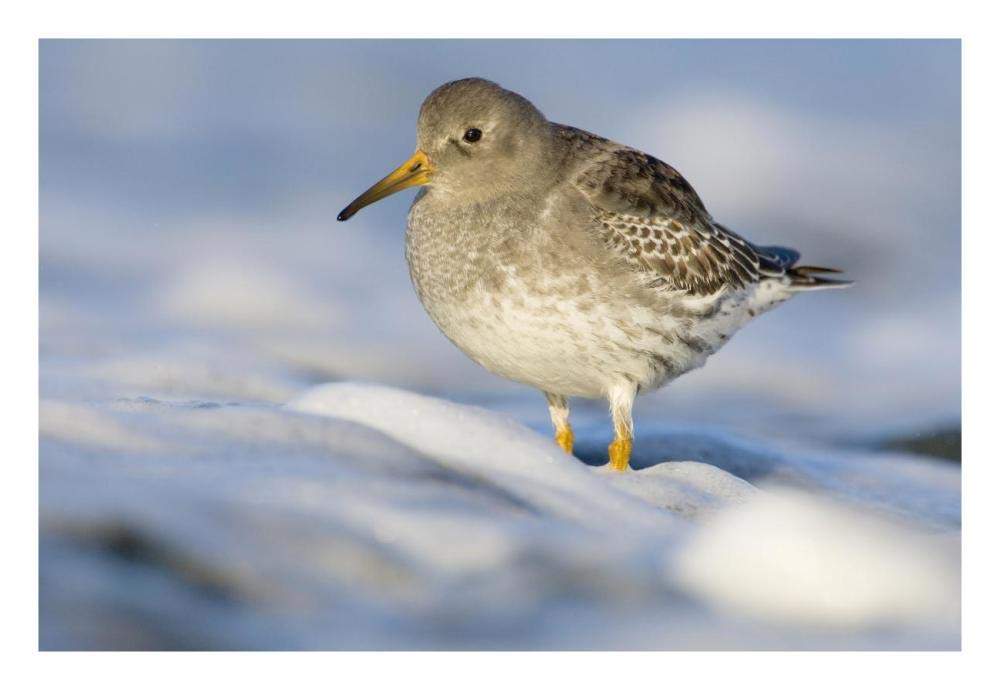 Purple Sandpiper standing in the foam of the surf, Den Helder, Netherlands-Paper Art-26x18”