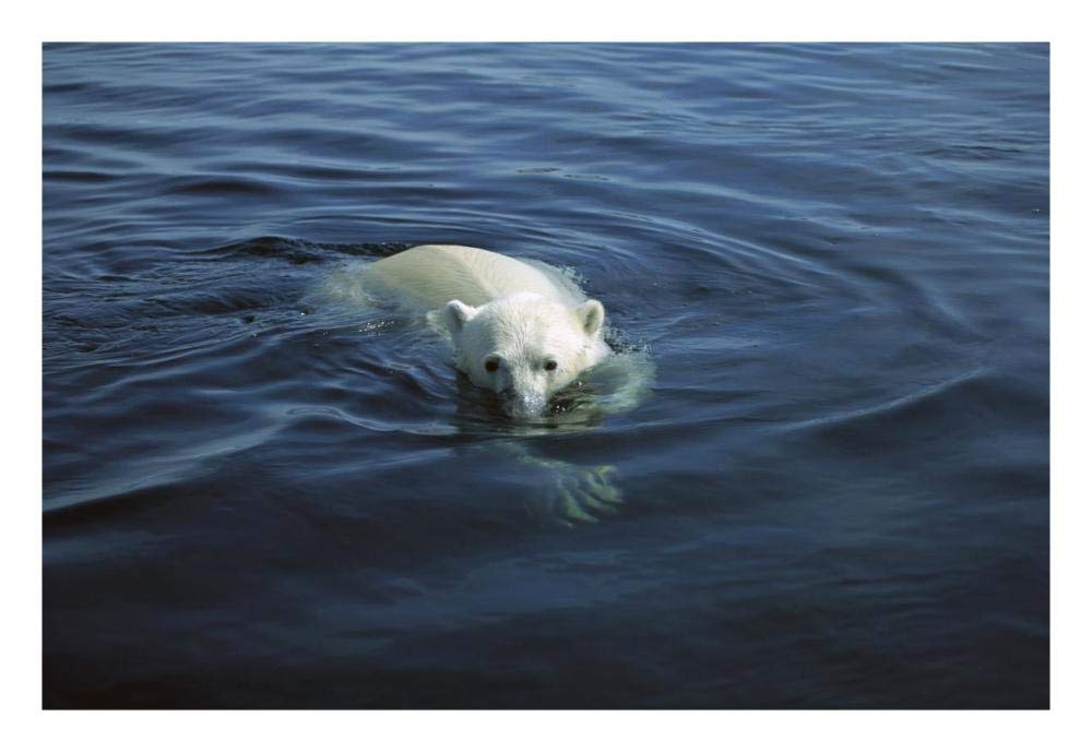 Polar Bear swimming, Wager Bay, Canada-Paper Art-26x18”