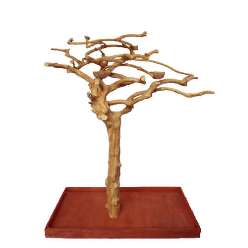 Large Single Java Tree ???�?48???? 32????x 66????AE200L