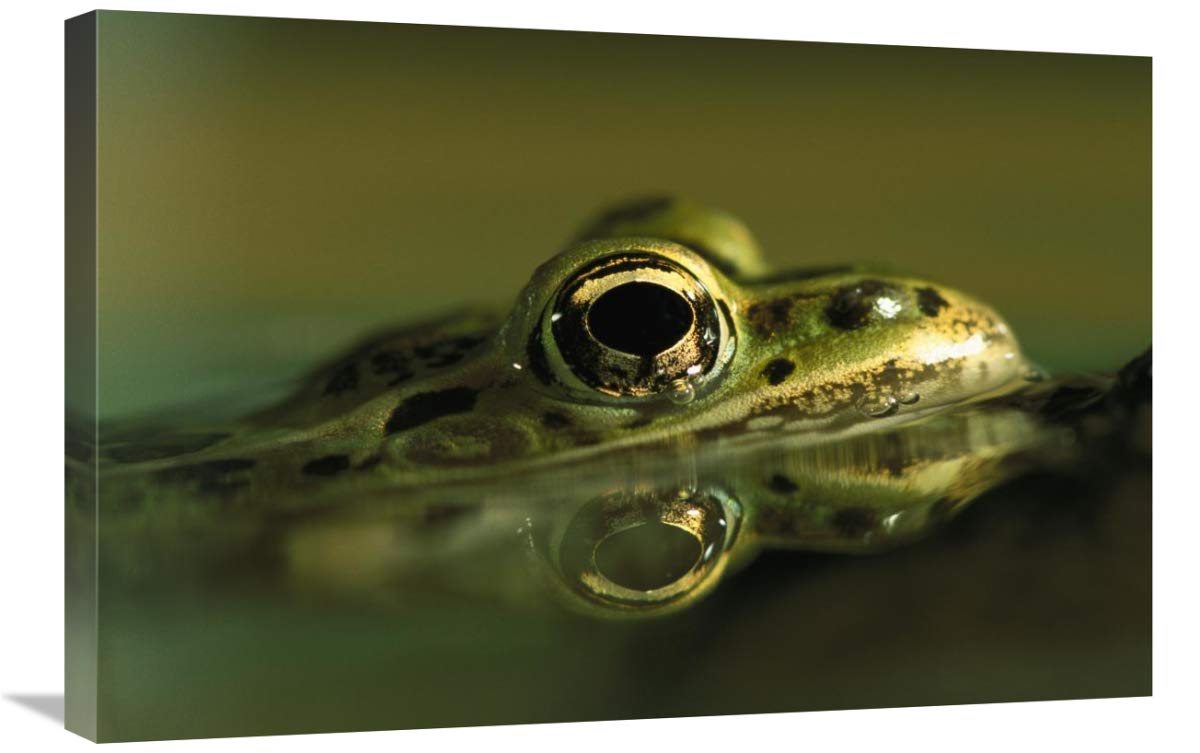 Northern Leopard Frog, native to North America-Canvas Art-30x20”