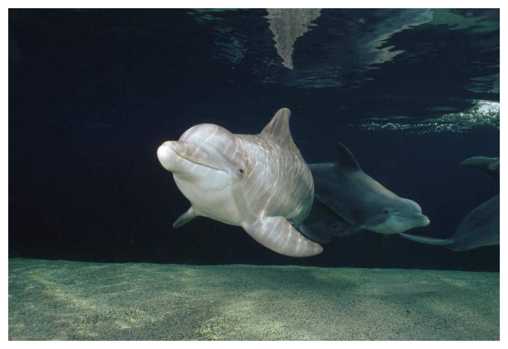 Bottlenose Dolphin underwater pair, Hawaii-Paper Art-62x42”