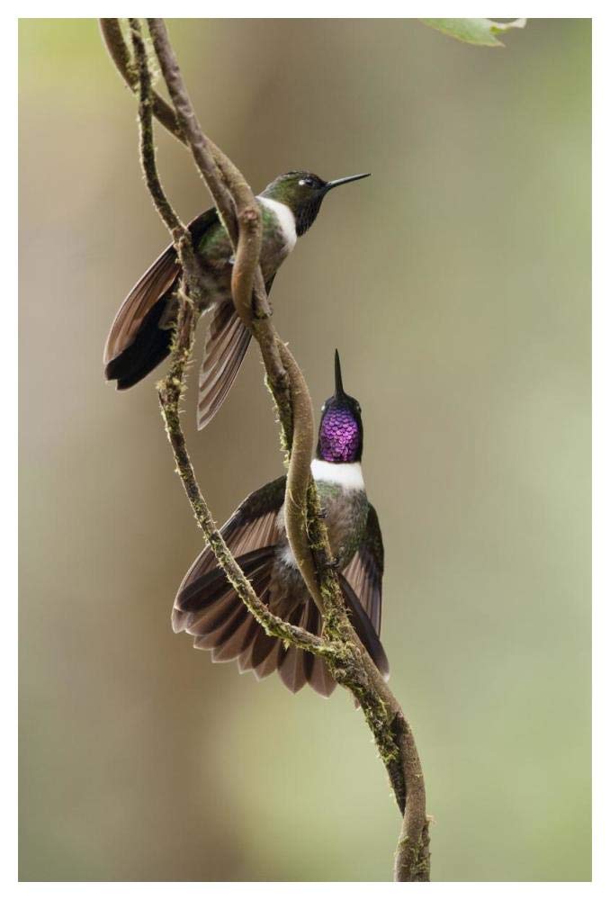 Amethyst-throated Sunangel males diplaying, Ecuador-Paper Art-34x50”