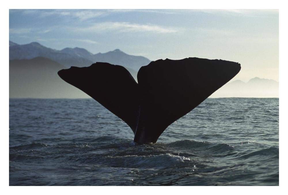 Sperm Whale diving, New Zealand-Paper Art-32x22”