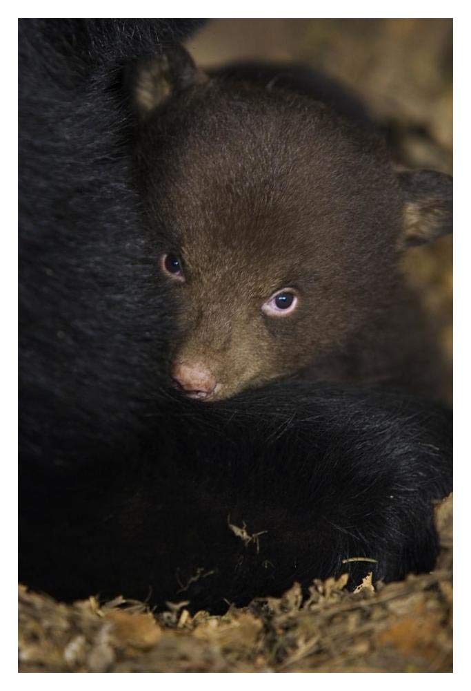 Black Bear 7 week old cub in den-Paper Art-14x20”