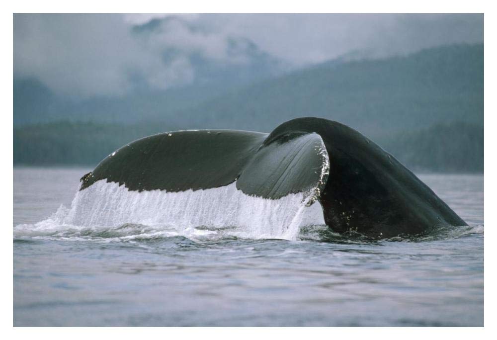Humpback Whale tail, Alaska-Paper Art-20x14”