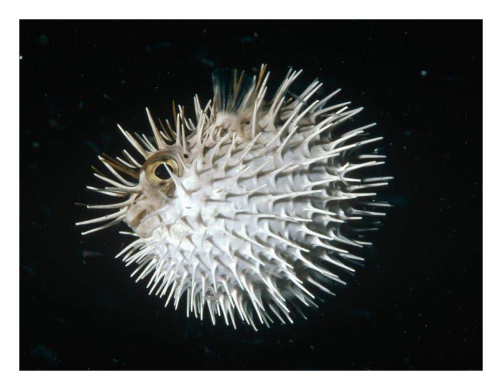 Long-spine Porcupinefish in defense posture, North America-Paper Art-26x20”
