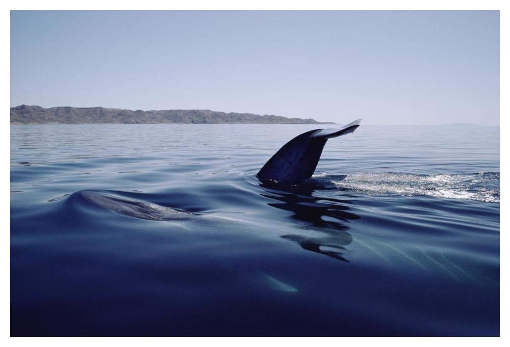 Blue Whale tail, Sea of Cortez, Mexico-Paper Art-50x34”