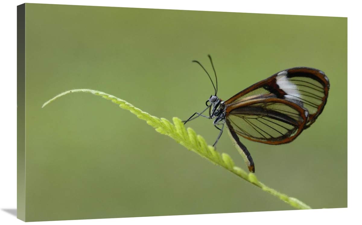 Nymphalid Butterfly, Andes Mountains, Mindo Cloud Forest, Ecuador-Canvas Art-36x24”