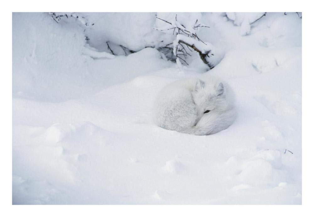 Arctic Fox curled up in the snow, Churchill, Manitoba, Canada-Paper Art-26x18”