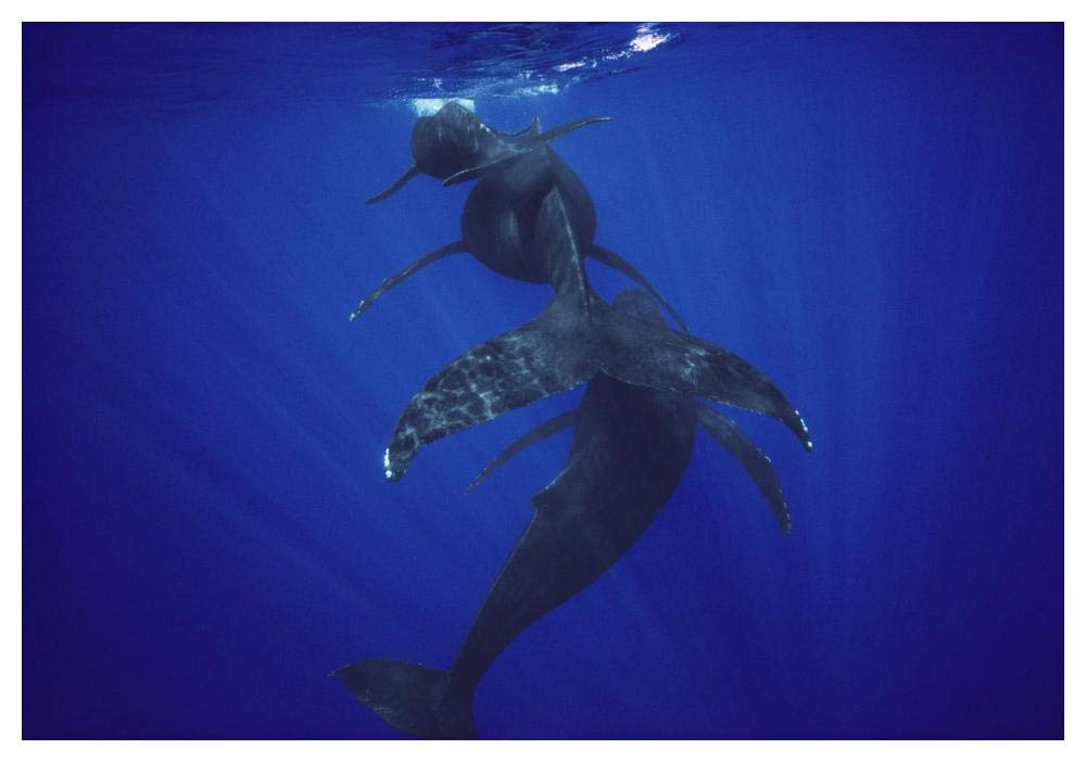 Humpback Whale calf, mother, and male escort, Maui, Hawaii-Paper Art-50x34”
