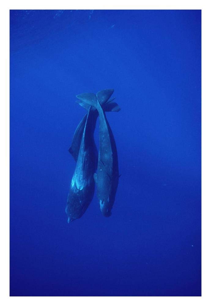 Sperm Whale trio diving, Sri Lanka-Paper Art-22x32”