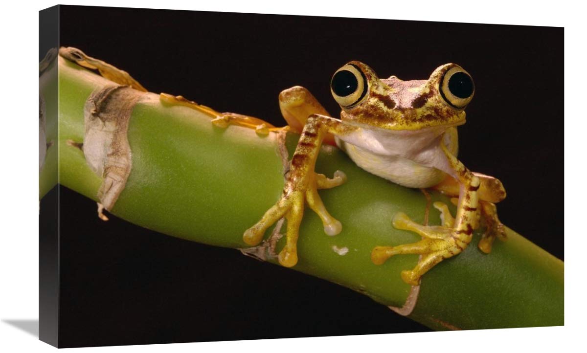 Chachi Tree Frog adult, Choco Rainforest, Ecuador-Canvas Art-24x16”