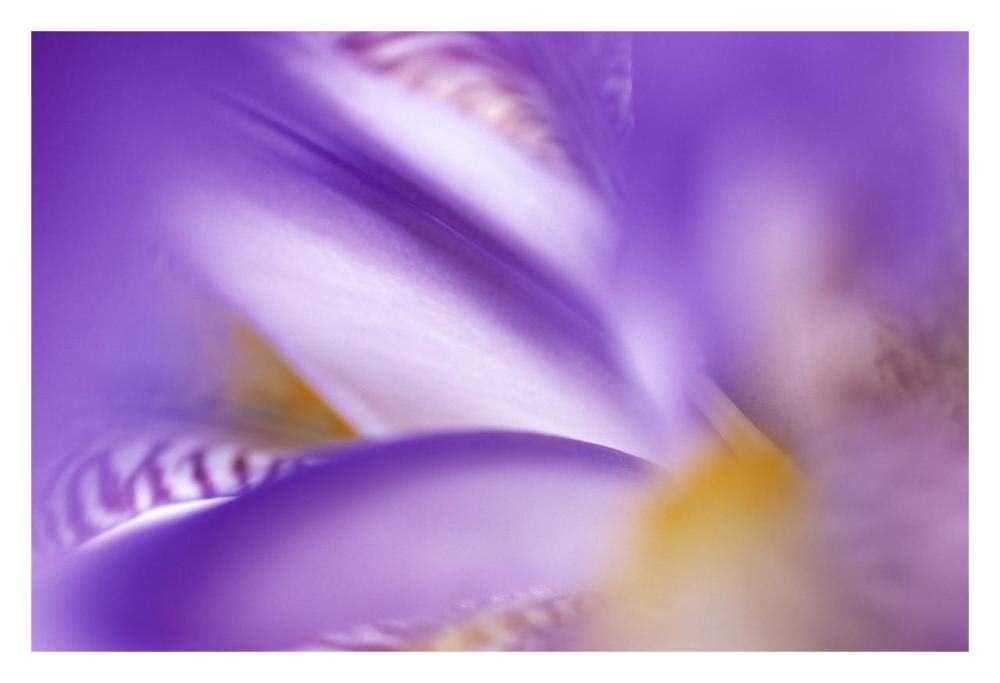 Iris abstract close up-Paper Art-32x22”