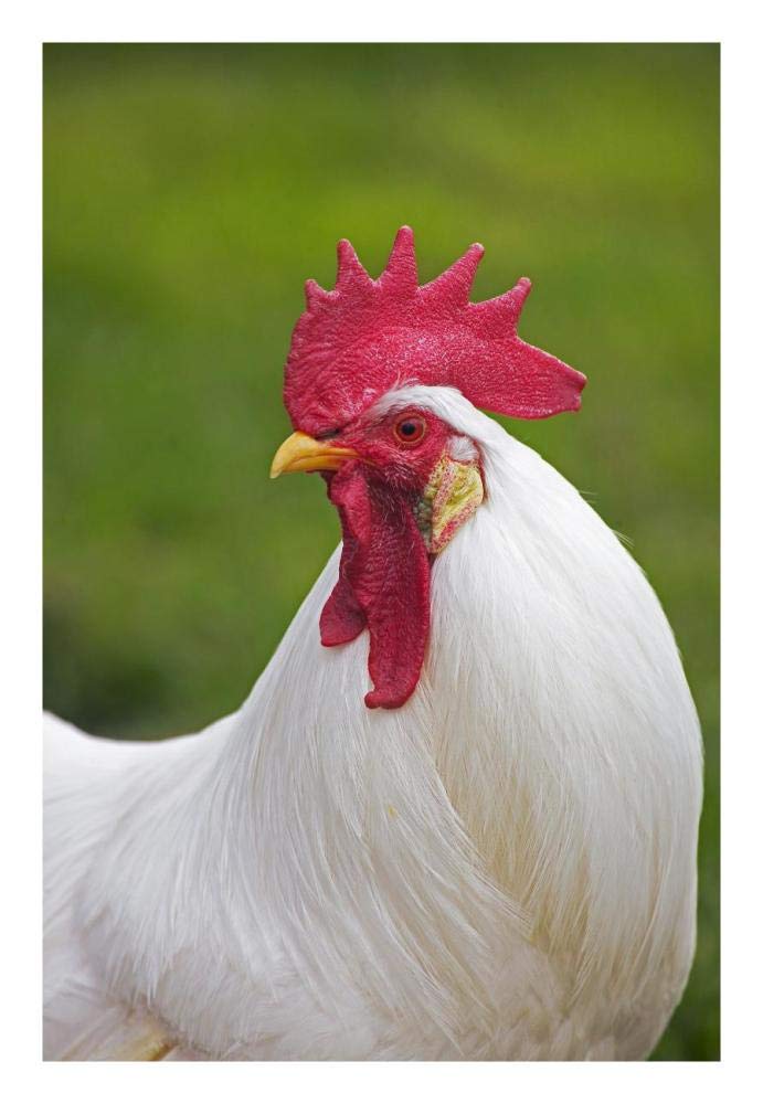 Domestic Chicken, White Leghorn, cockerel, close-up of head and neck, France-Paper Art-18x26”
