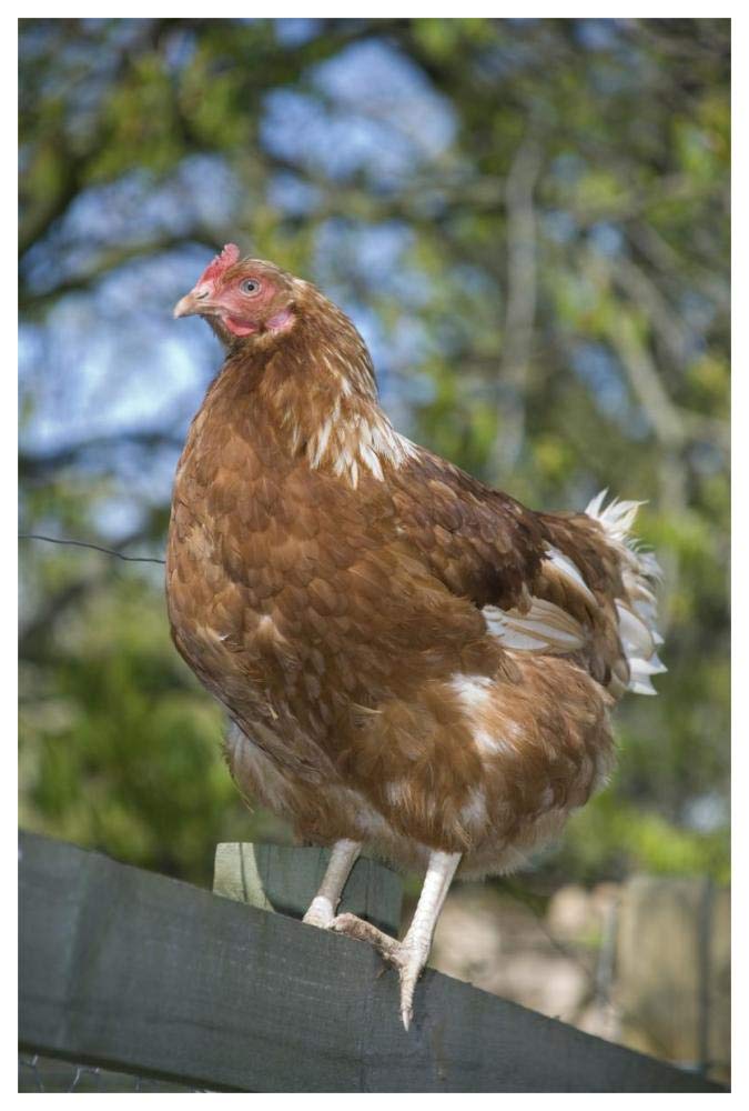 Domestic Chicken, free-range hen, standing on fence, Kent, England-Paper Art-42x62”
