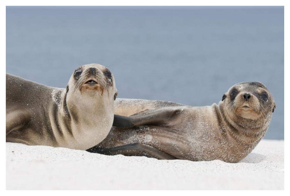 Galapagos Sea Lion females on beach, Galapagos Islands, Ecuador-Paper Art-50x34”