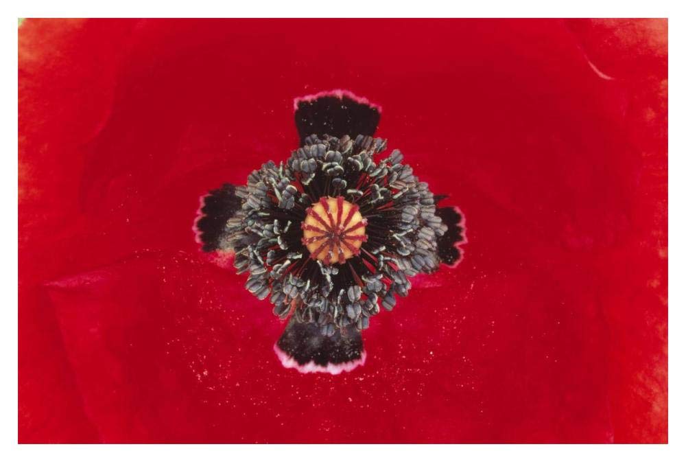 European Red Poppy close up of pistil and stamen, Europe-Paper Art-20x14”