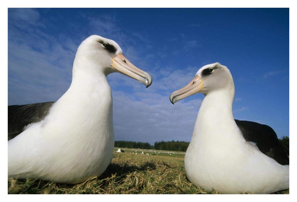 Laysan Albatross pair at colony periphery, Midway Atoll, Hawaii-Paper Art-20x14”
