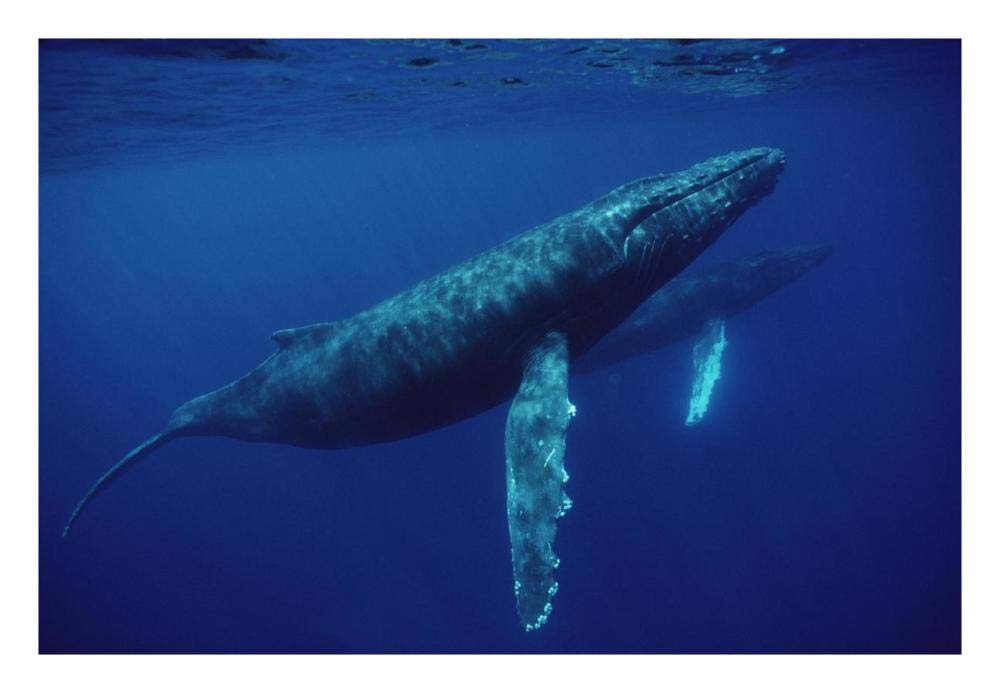 Humpback Whale pair underwater, Hawaii-Paper Art-26x18”