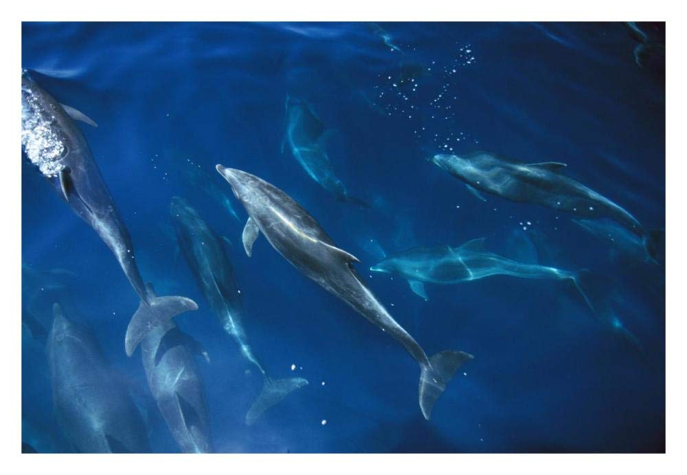Bottlenose Dolphin pod, Galapagos Islands, Ecuador-Paper Art-32x22”
